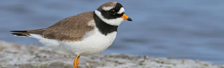 Common ringed plover