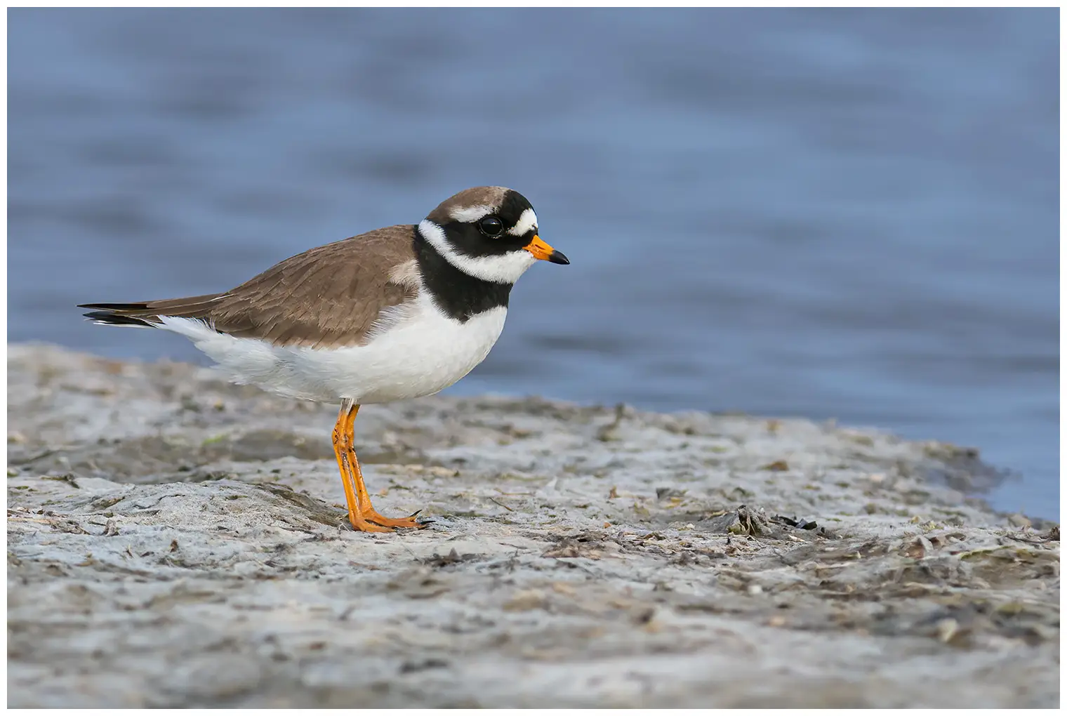 Common ringed plover
