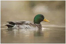 Mallard