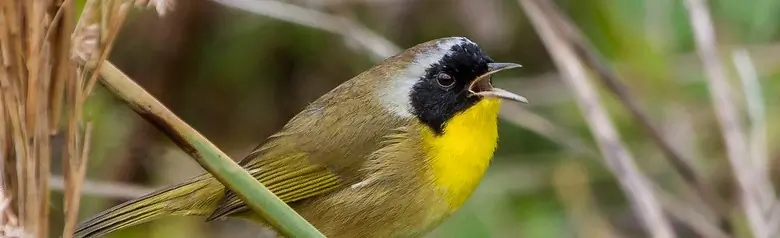 Common yellowthroat