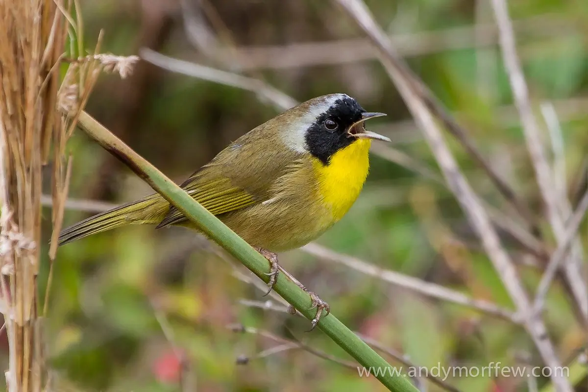 Common yellowthroat