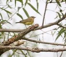 Connecticut warbler