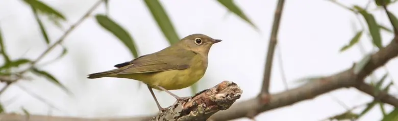 Connecticut warbler