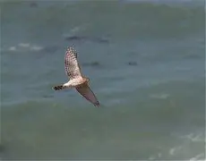 Cooper's hawk