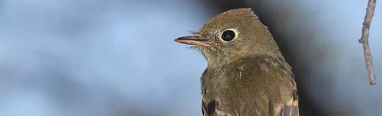 Cordilleran flycatcher