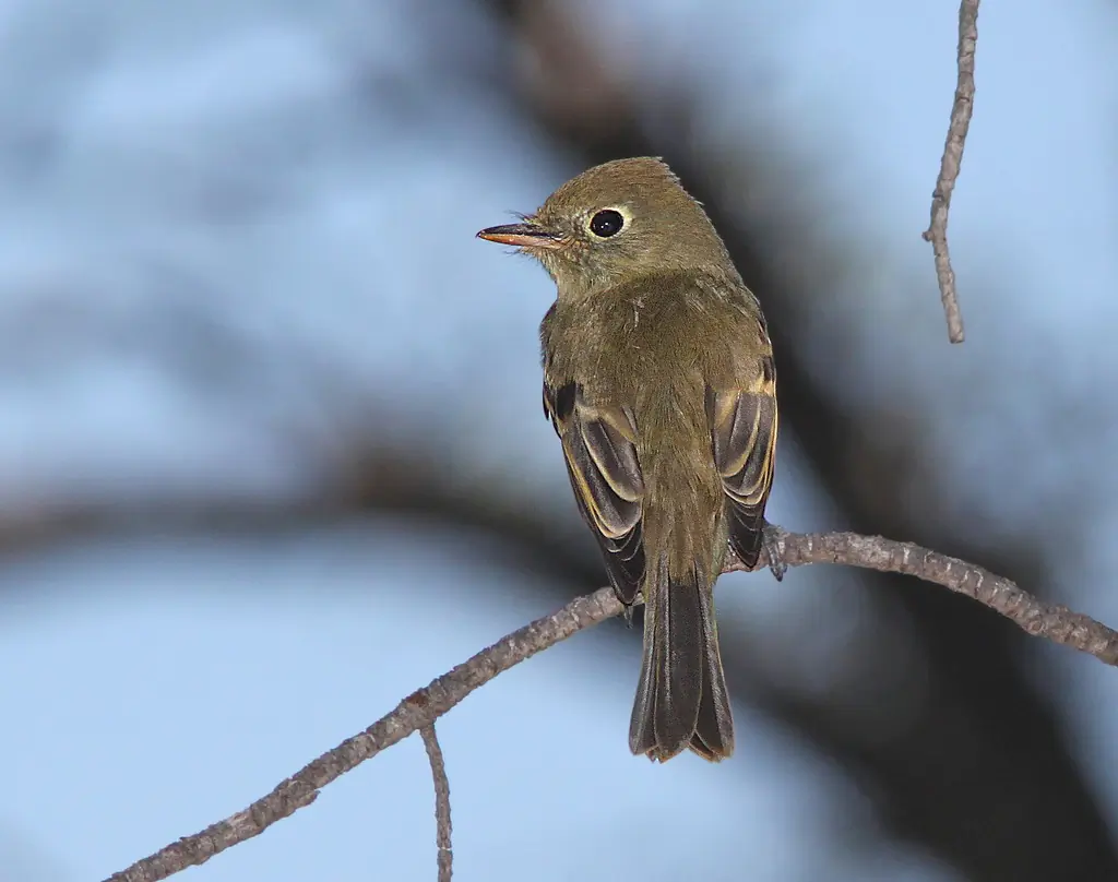 Cordilleran flycatcher