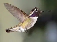 Costa's hummingbird