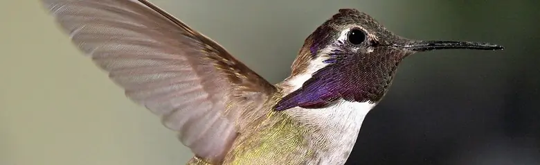 Costa's hummingbird
