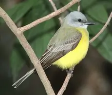 Couch's kingbird