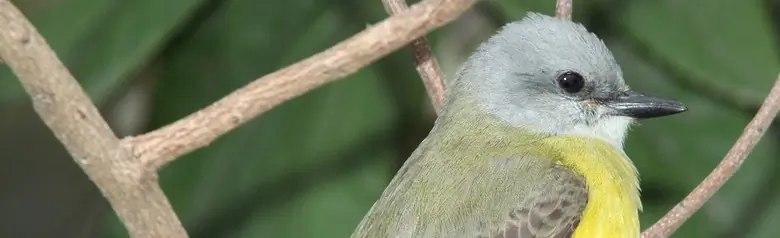 Couch's kingbird