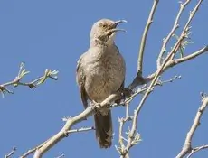 Crissal thrasher