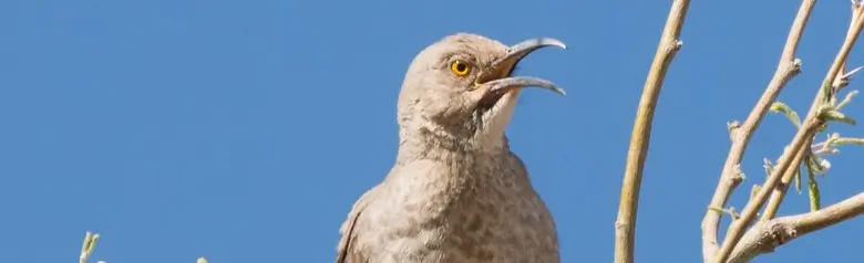 Crissal thrasher