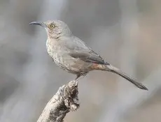 Curve-billed thrasher