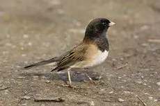 Dark-eyed junco