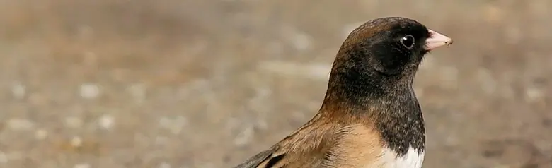 Dark-eyed junco