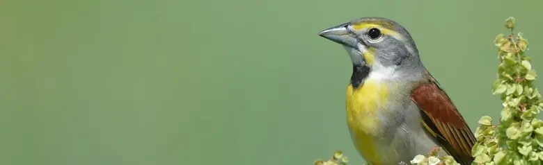Dickcissel