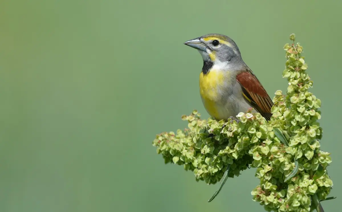 Dickcissel