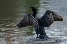 Double-crested cormorant