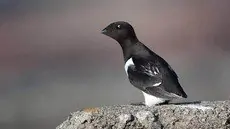 Dovekie
