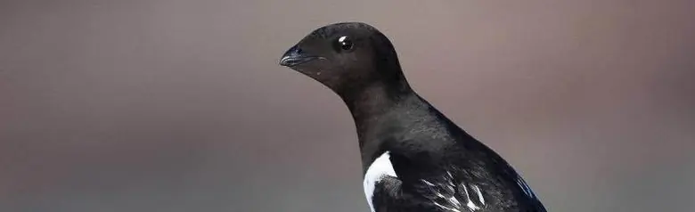Dovekie