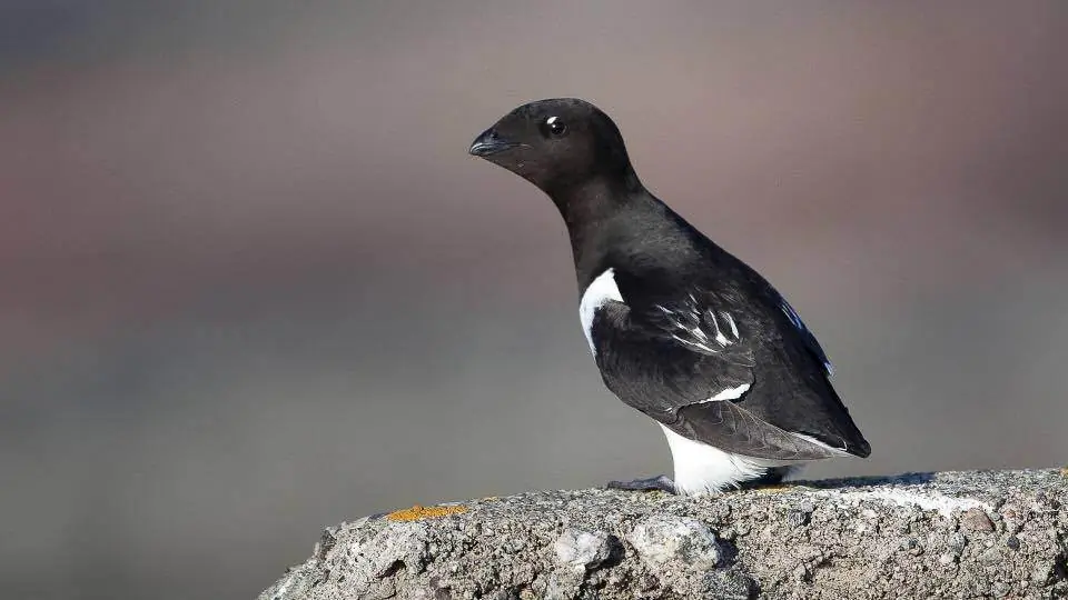 Dovekie