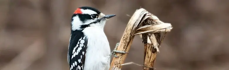 Downy woodpecker