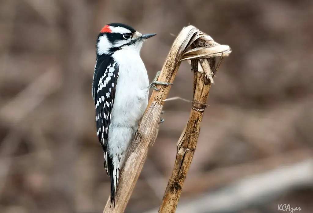Downy woodpecker