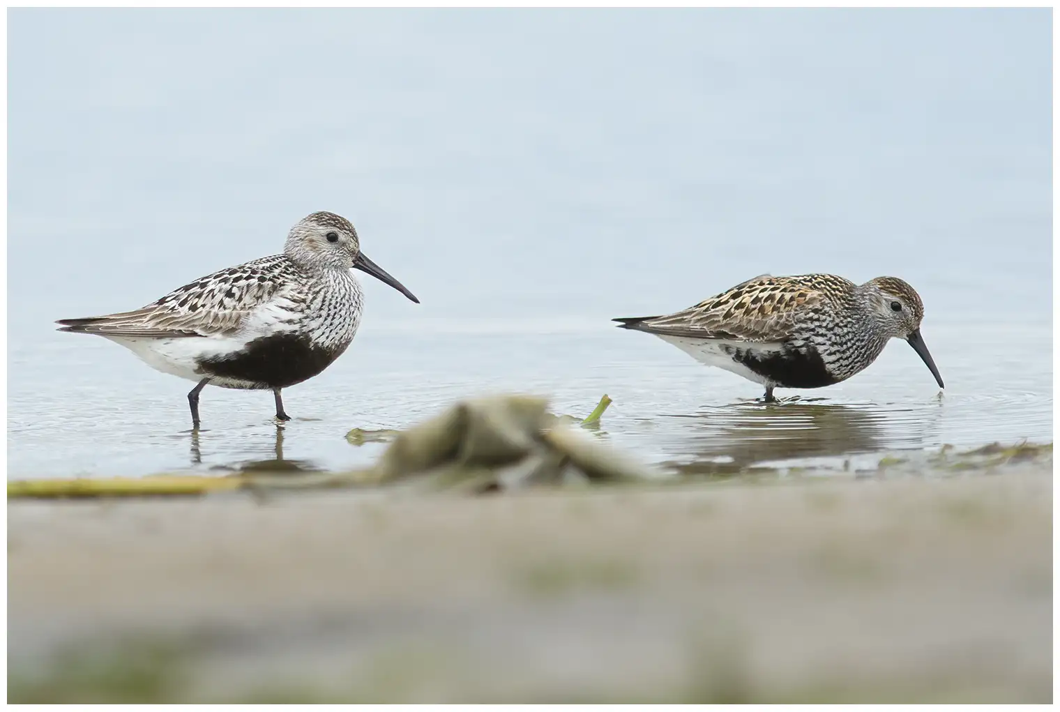 Dunlin