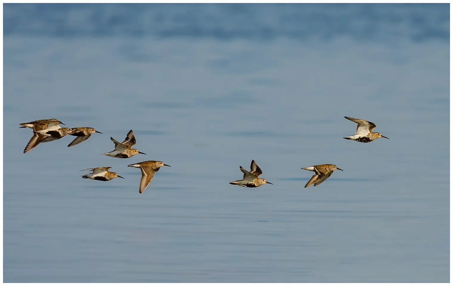 Dunlin