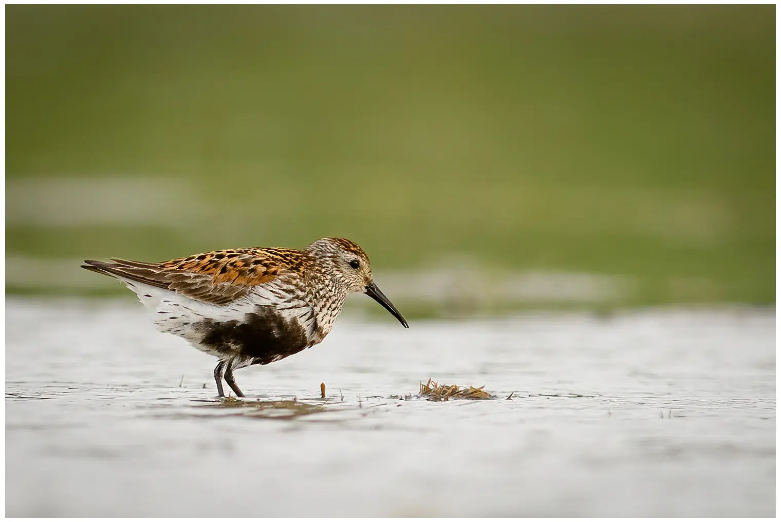 Dunlin