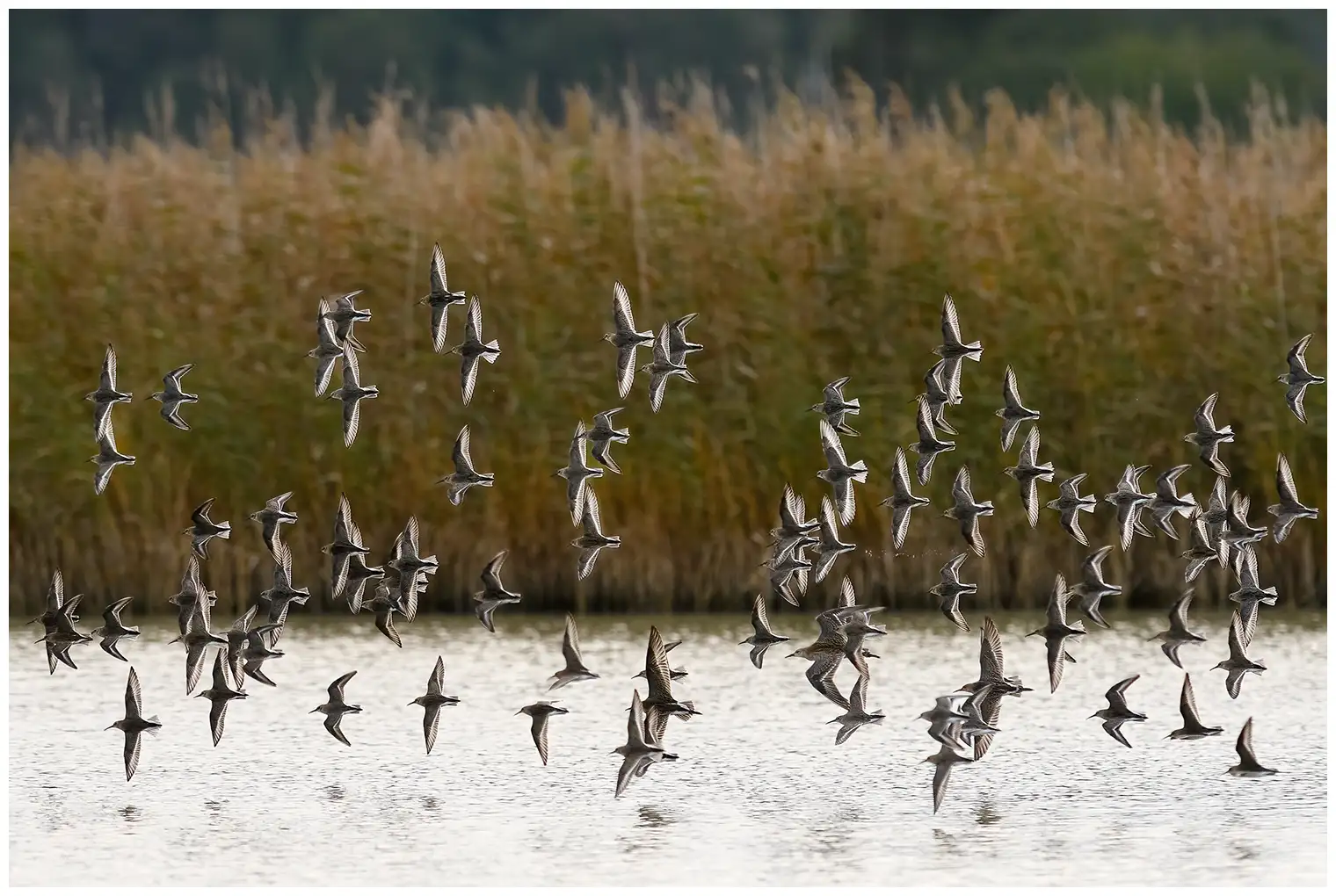 Dunlin