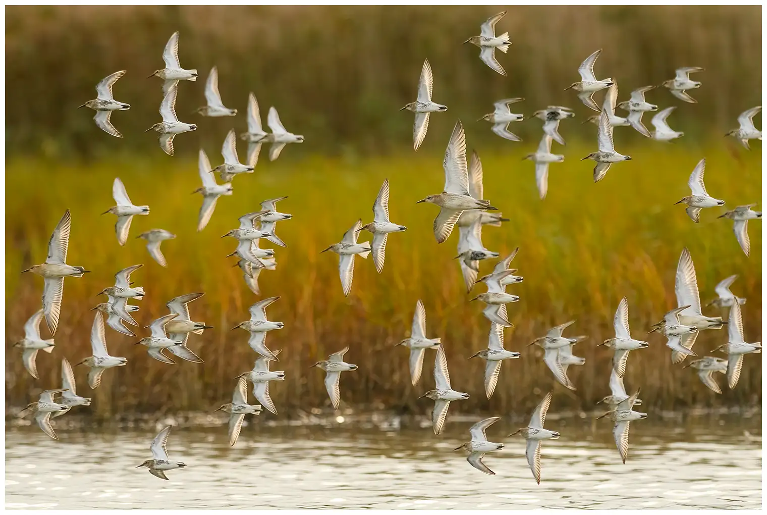 Dunlin
