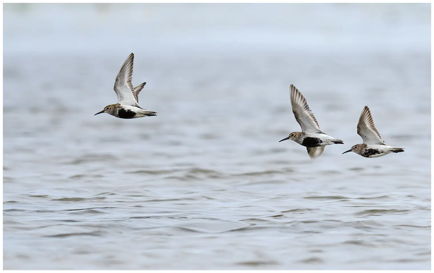 Dunlin