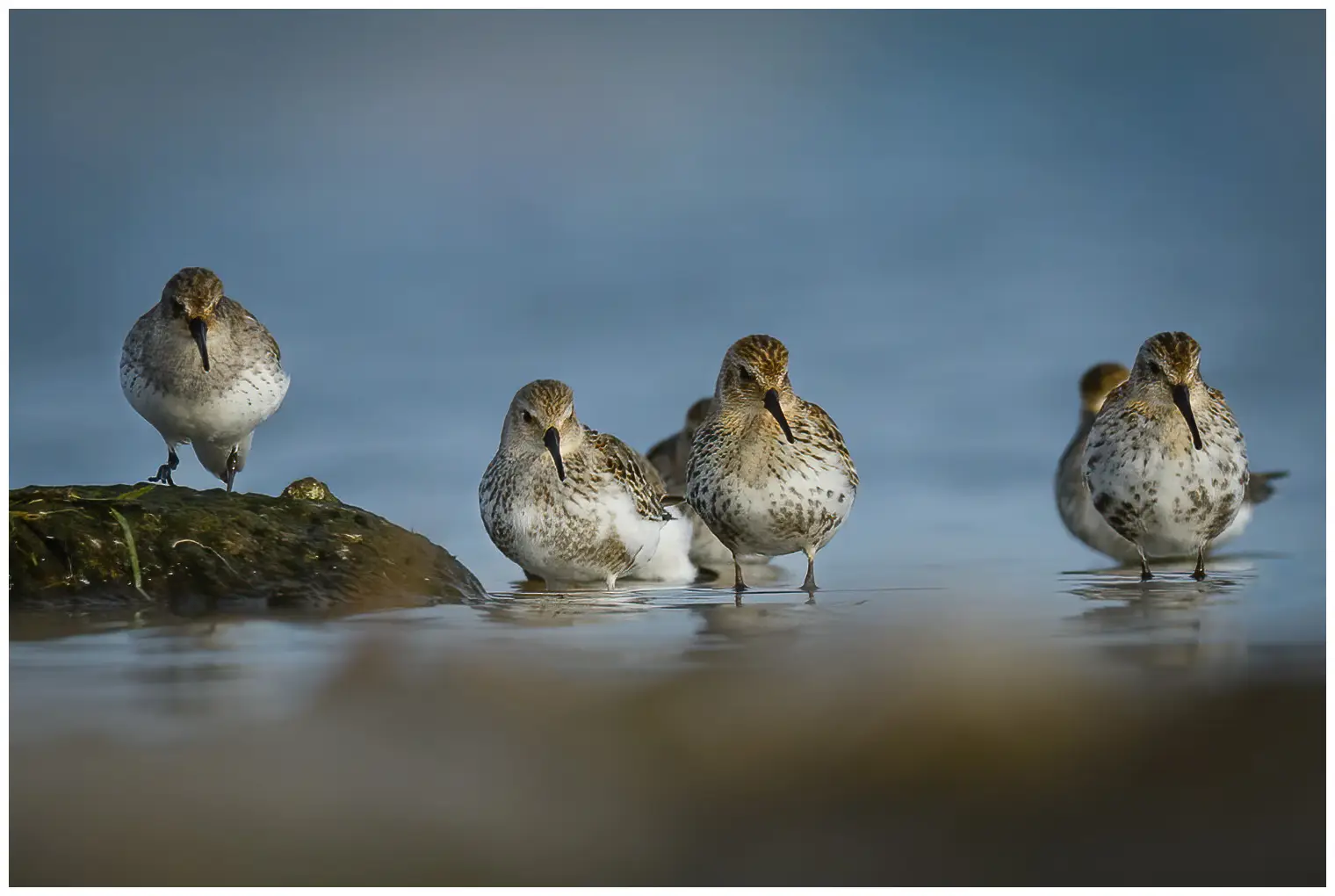 Dunlin