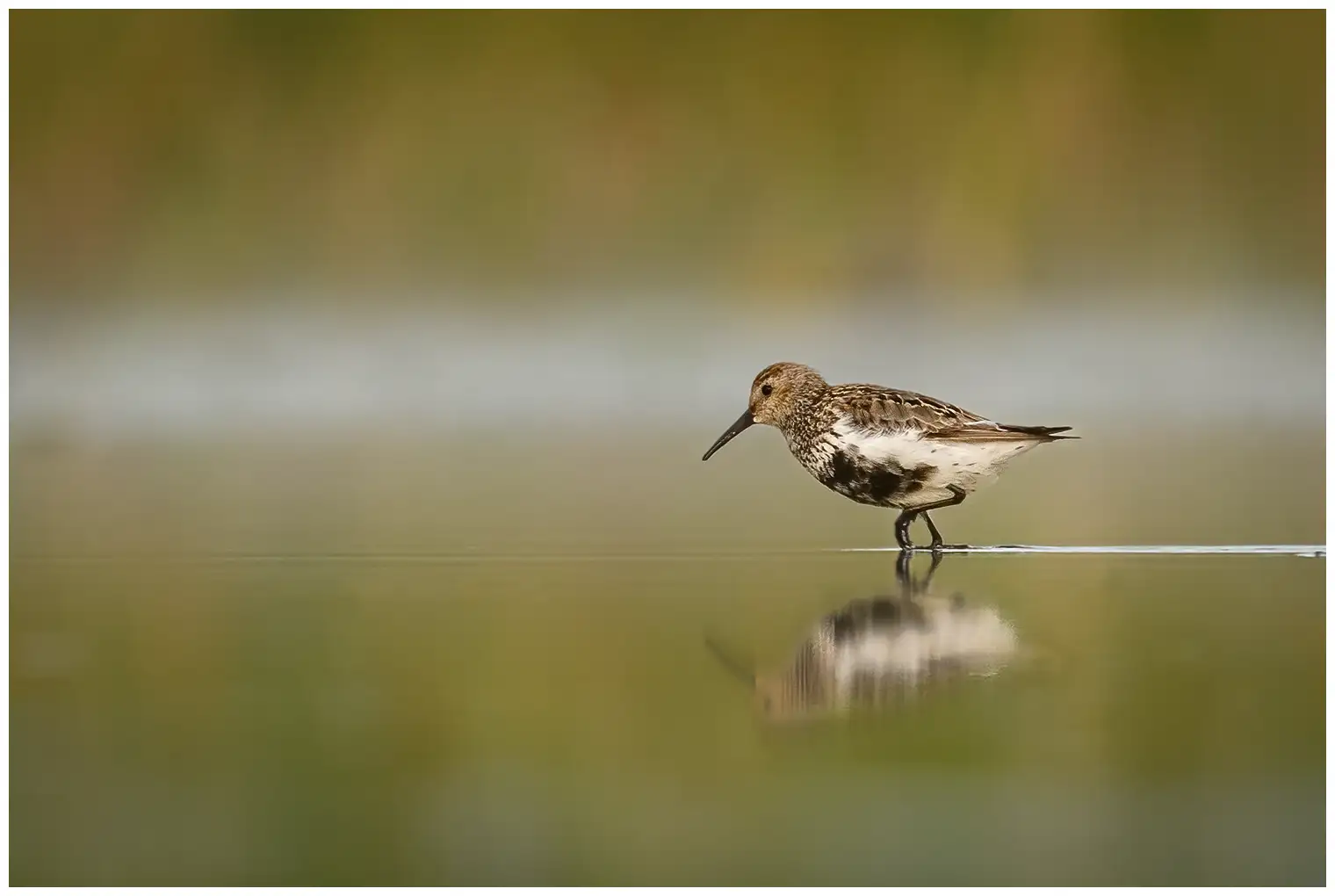 Dunlin