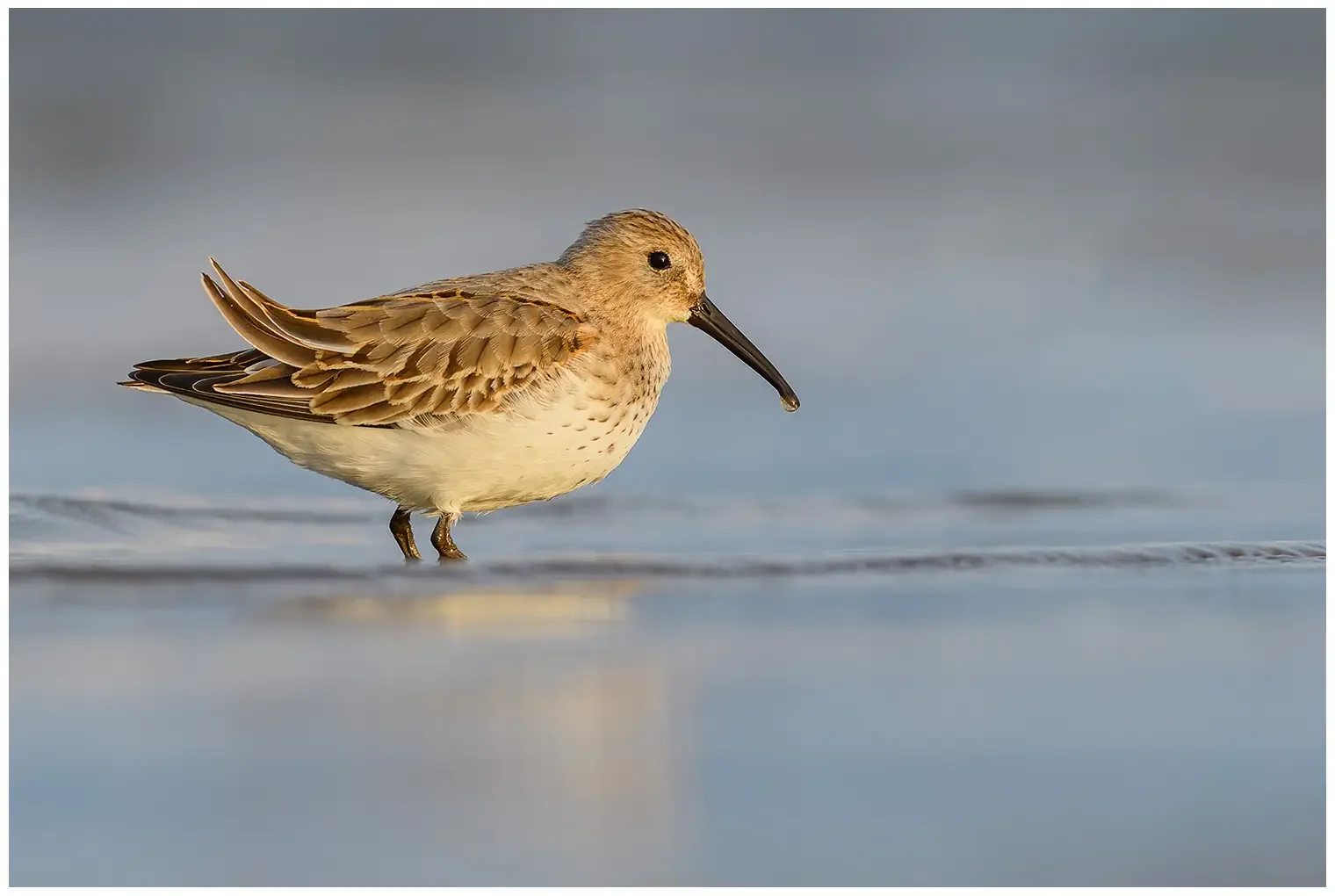 Dunlin