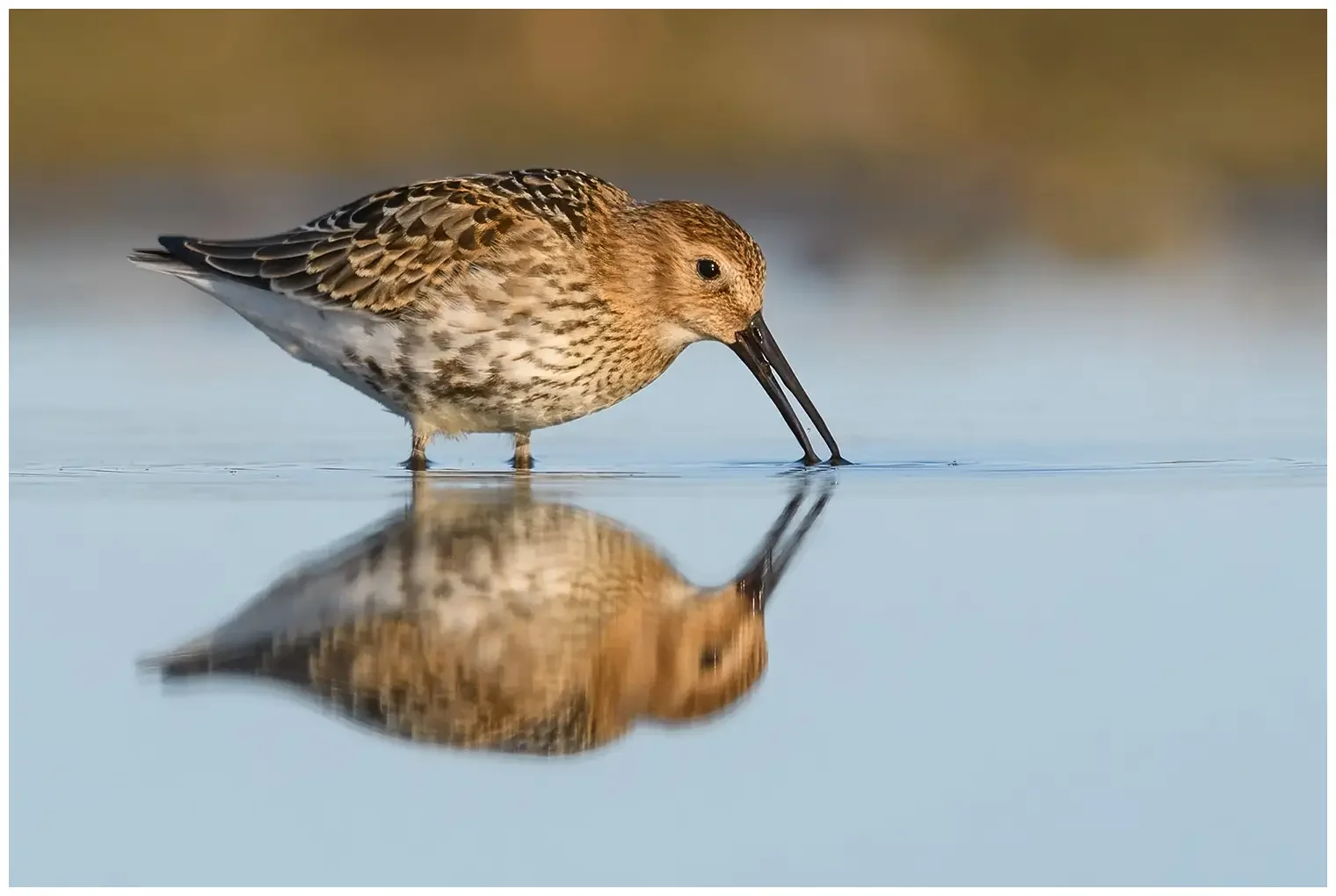 Dunlin
