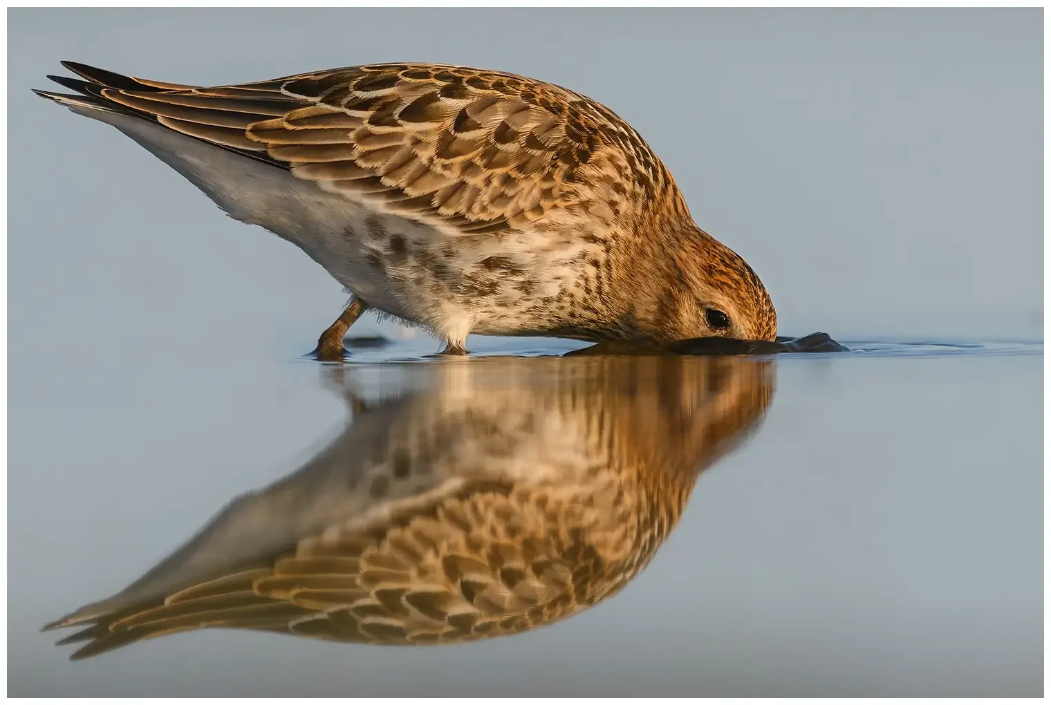 Dunlin