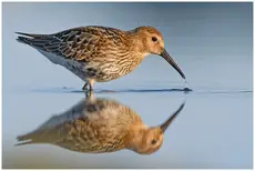Dunlin