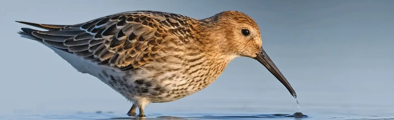 Dunlin
