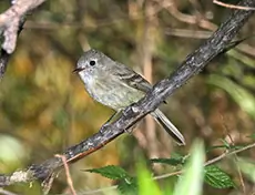 Dusky flycatcher
