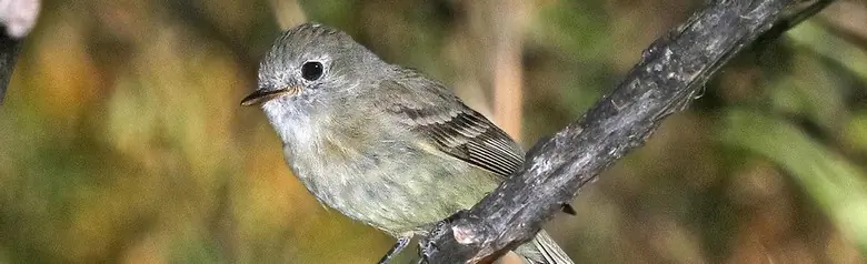Dusky flycatcher