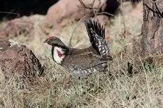 Dusky grouse