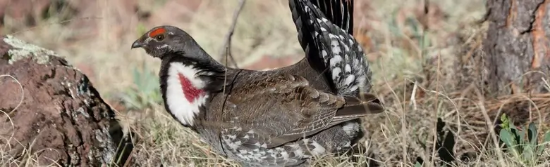 Dusky grouse