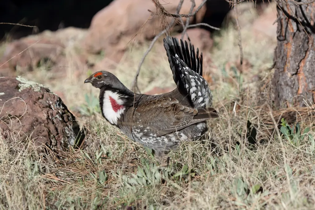 Dusky grouse