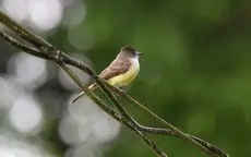 Dusky-capped flycatcher