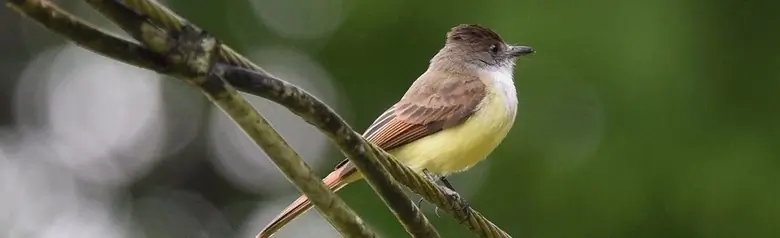 Dusky-capped flycatcher