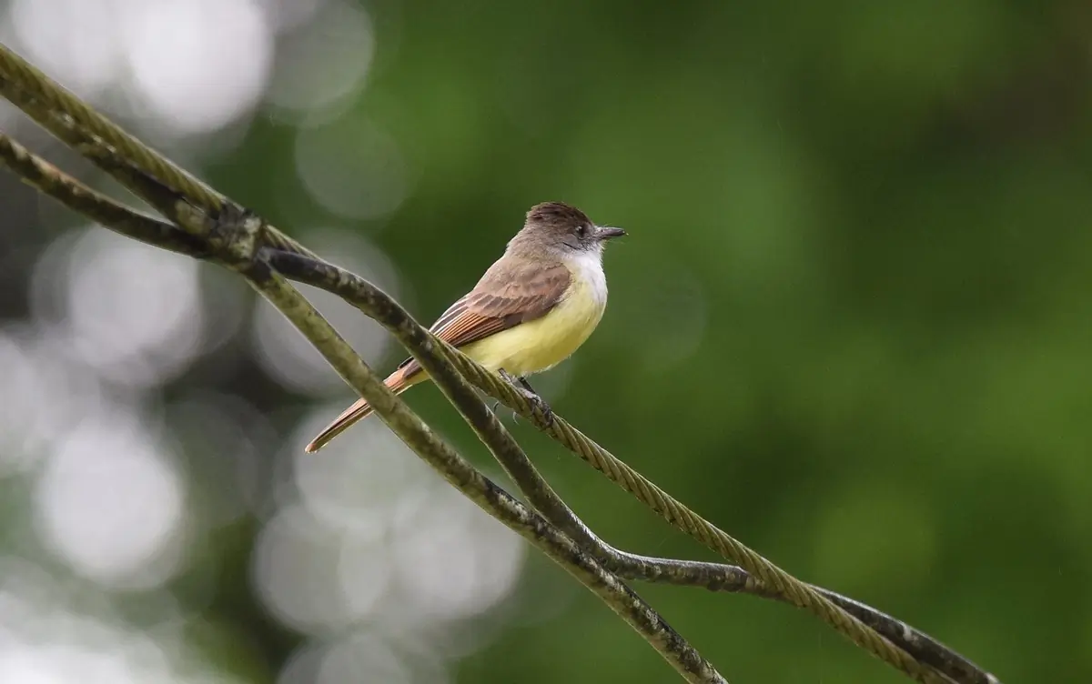 Dusky-capped flycatcher