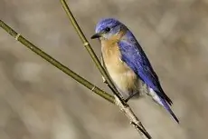 Eastern bluebird