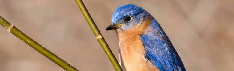 Eastern bluebird